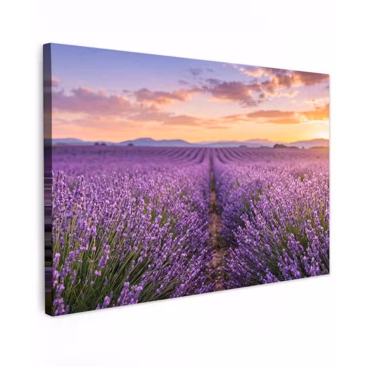 Canvas schilderij - Lavendel - Veld - Natuur - Paars — 1