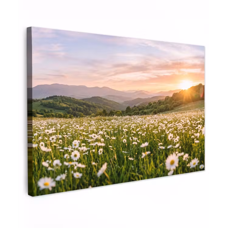Canvas schilderij - Madelief - Veld - Heuvels - Groen — 1