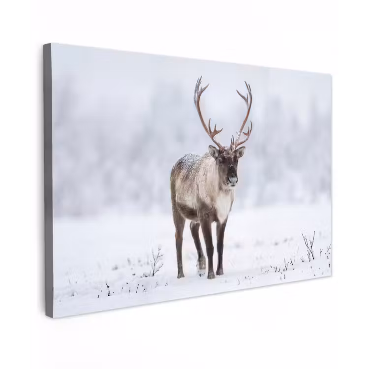 Canvas schilderij - Rendier - Gewei - Toendra - Sneeuw - Wild — 1