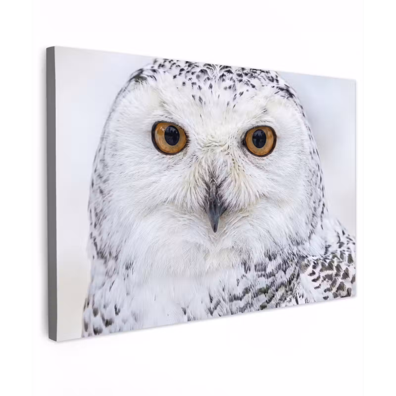 Canvas schilderij - Sneeuwuil - Oog - Wildlife - Wit — 1