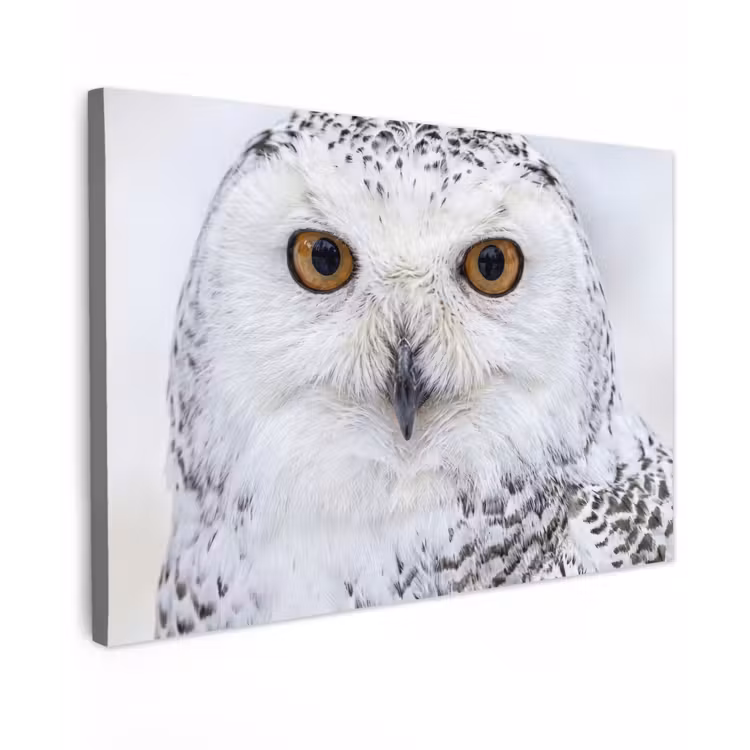 Canvas schilderij - Sneeuwuil - Oog - Wildlife - Wit — 1