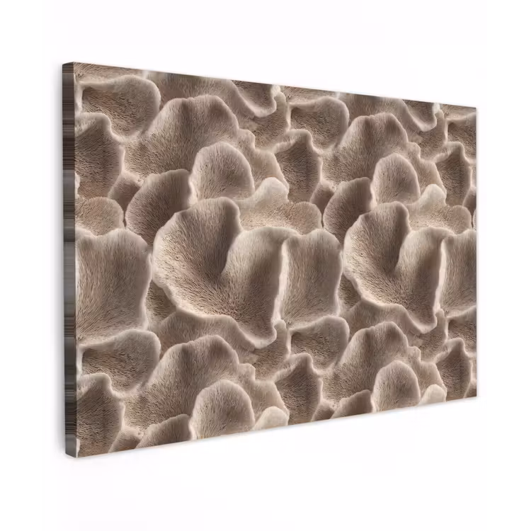 Canvas schilderij - Waaiervorm - Beige - Vezel textuur — 1