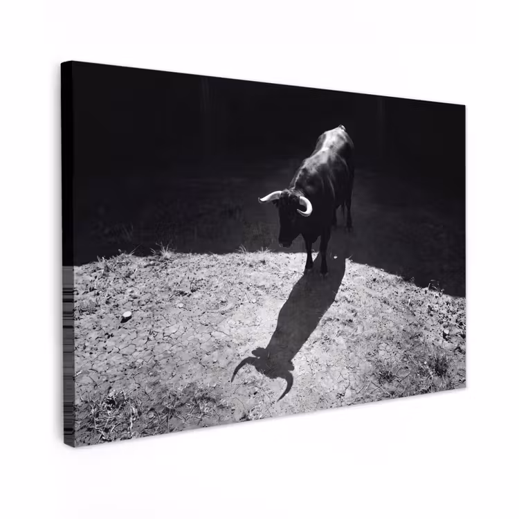 Canvas schilderij - Stier - Schaduw - Dieren - Contrast - Zwart-wit — 1