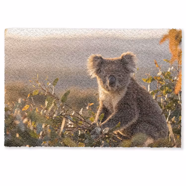 Deurmat - Koala - Bladeren - Ochtendlicht — 1