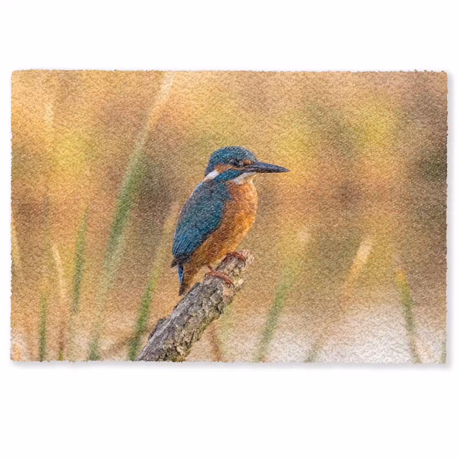 Deurmat - IJsvogel - Tak - Water - Kleurrijk - Levendig — 1