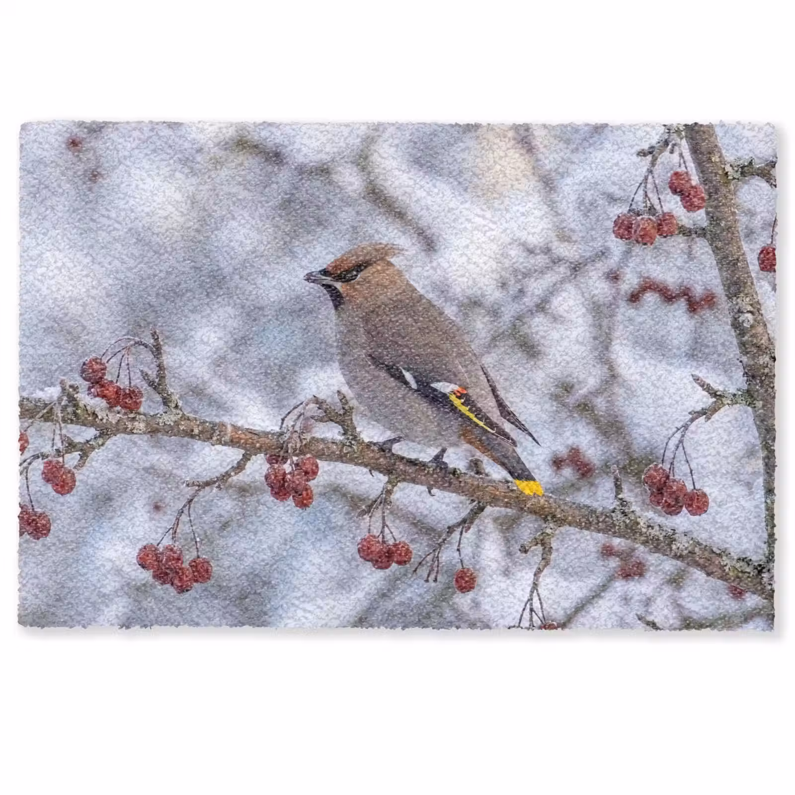 Deurmat - Pestvogel - Bessen - Winter - Natuur — 1