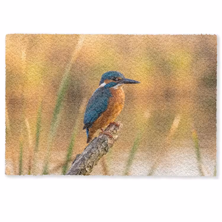 Deurmat - IJsvogel - Tak - Water - Kleurrijk - Levendig — 1