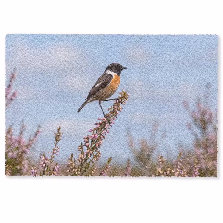 Deurmat - Roodborsttapuit - Heide - Paars - Natuur - Sfeervol — 1