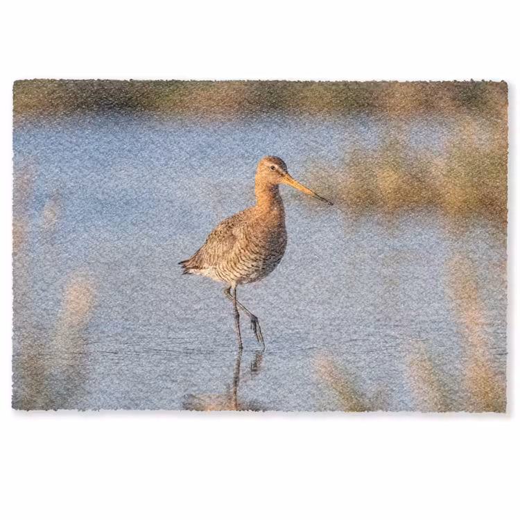 Deurmat - Vogel - Steltloper - Water - Natuur — 1