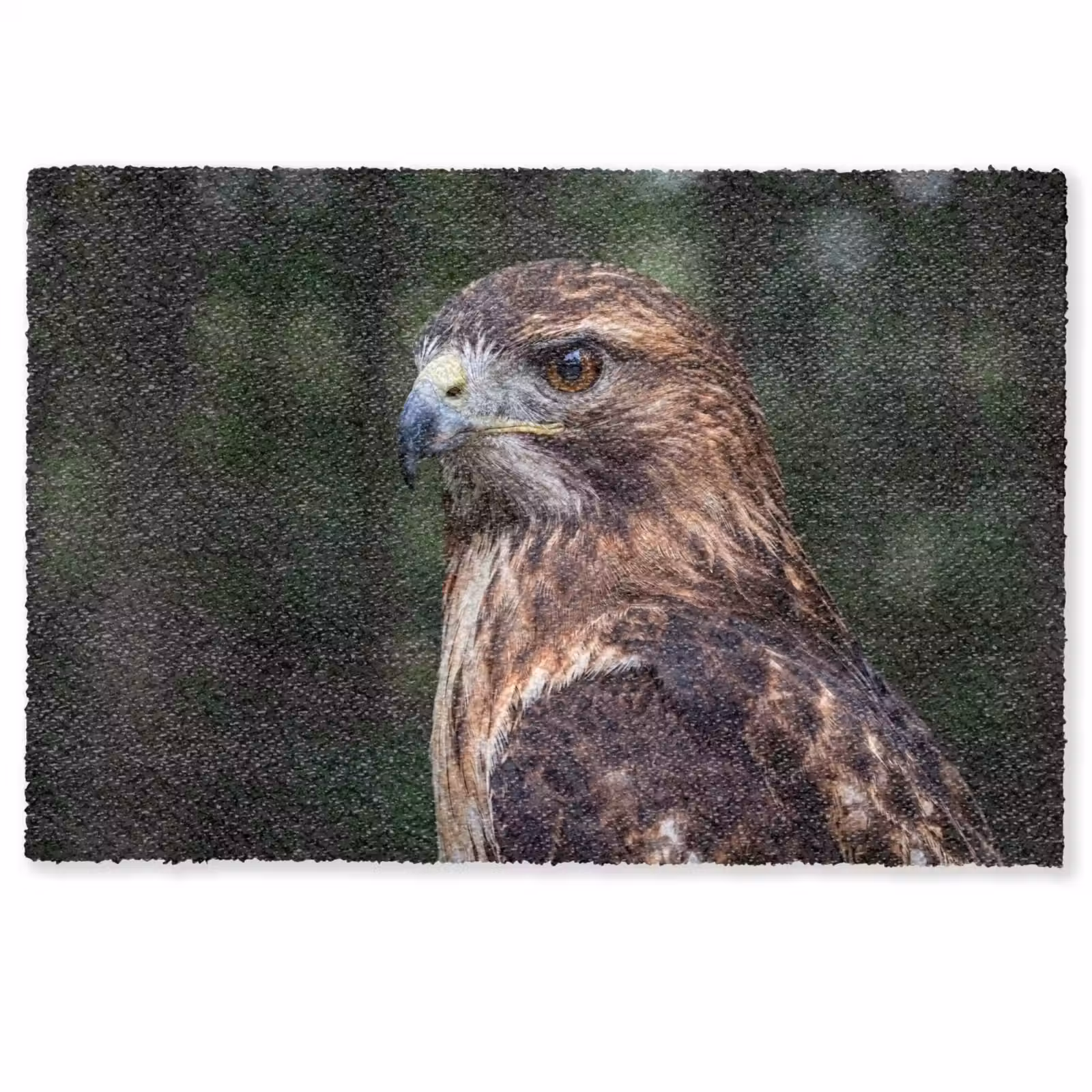 Deurmat - Buizerd - Roofvogel - Natuur - Bruin — 1