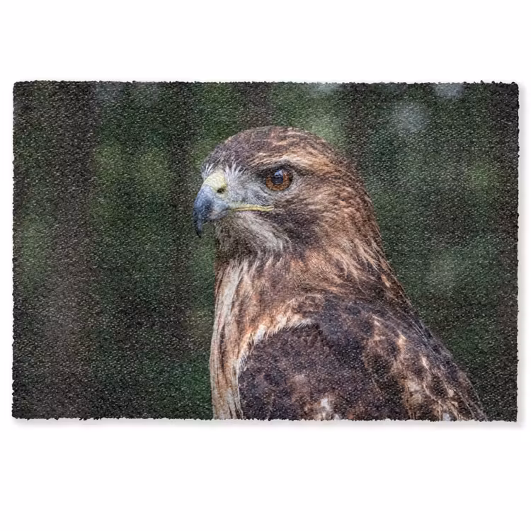 Deurmat - Buizerd - Roofvogel - Natuur - Bruin — 1