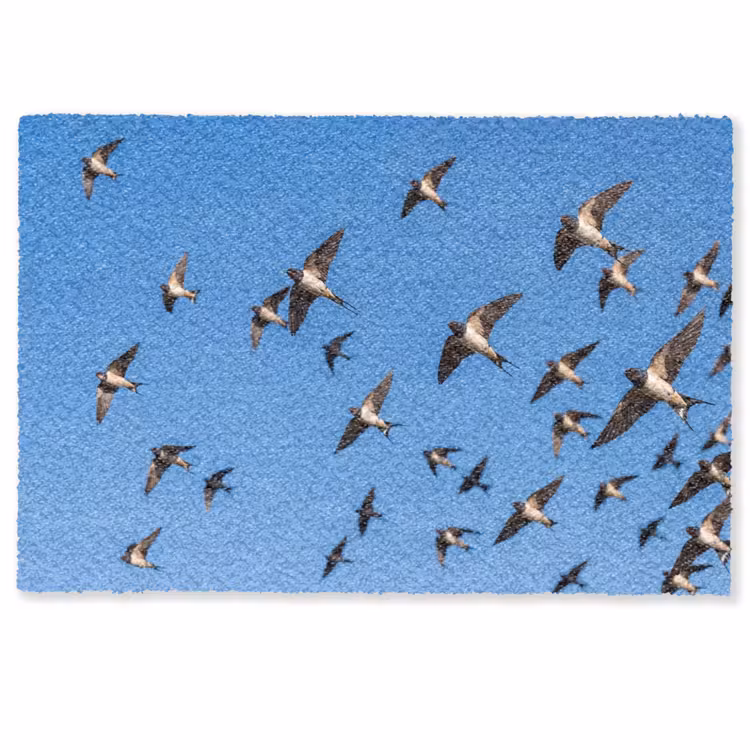 Deurmat - Zwaluwen - Vliegen - Blauw — 1
