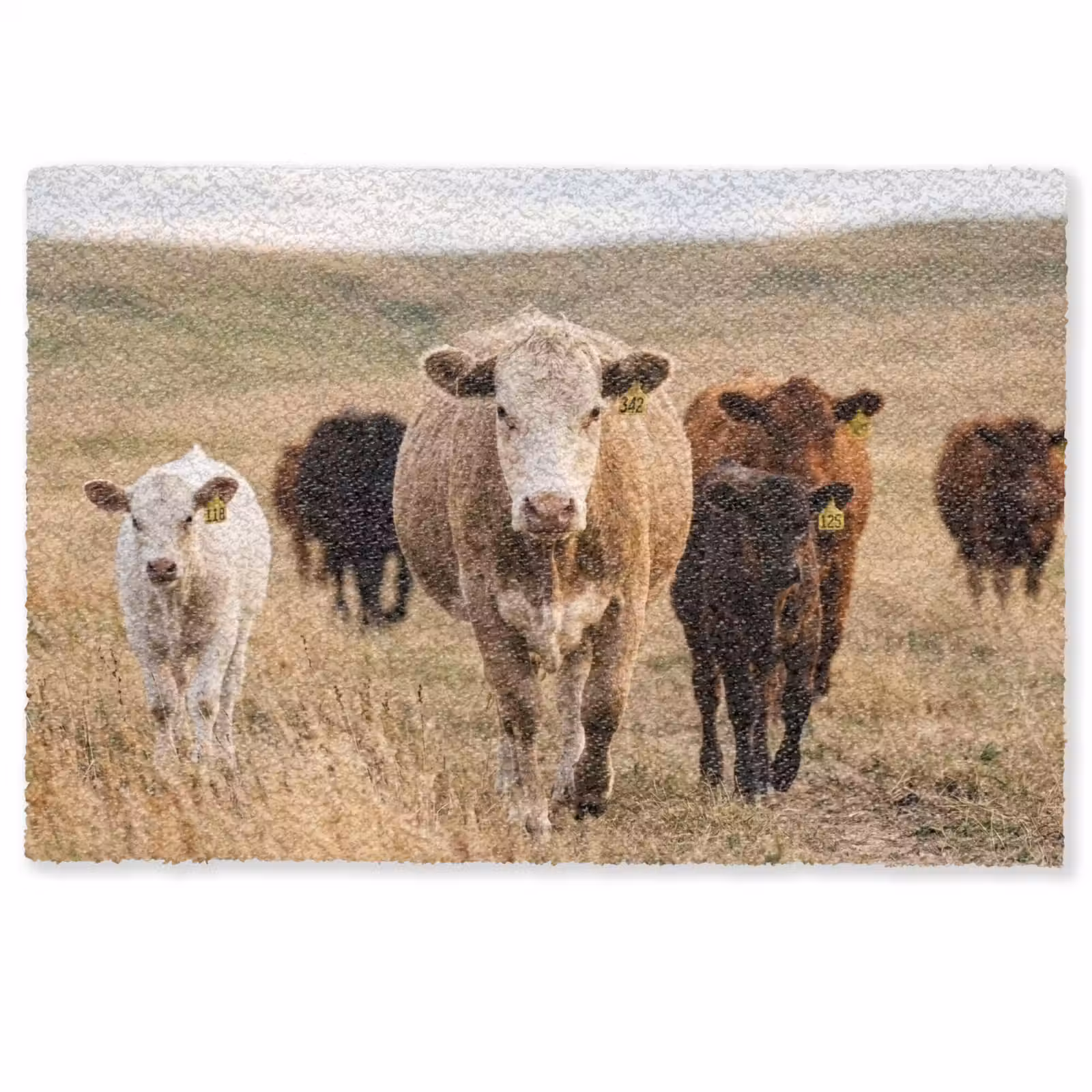 Deurmat - Runderen - Kudde - Landschap - Weide - Rustig — 1