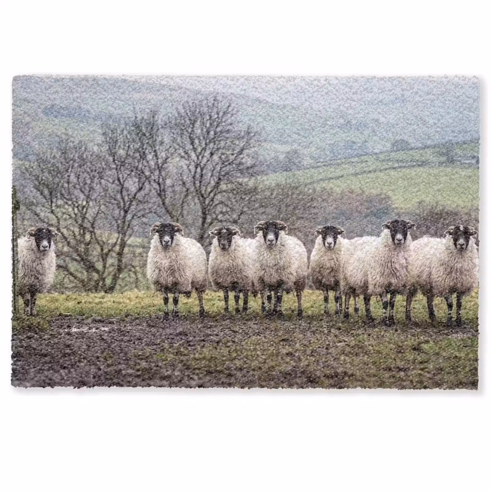 Deurmat - Schapen - Rij - Weide - Dieren - Platteland — 1
