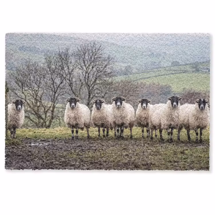 Deurmat - Schapen - Rij - Weide - Dieren - Platteland — 1
