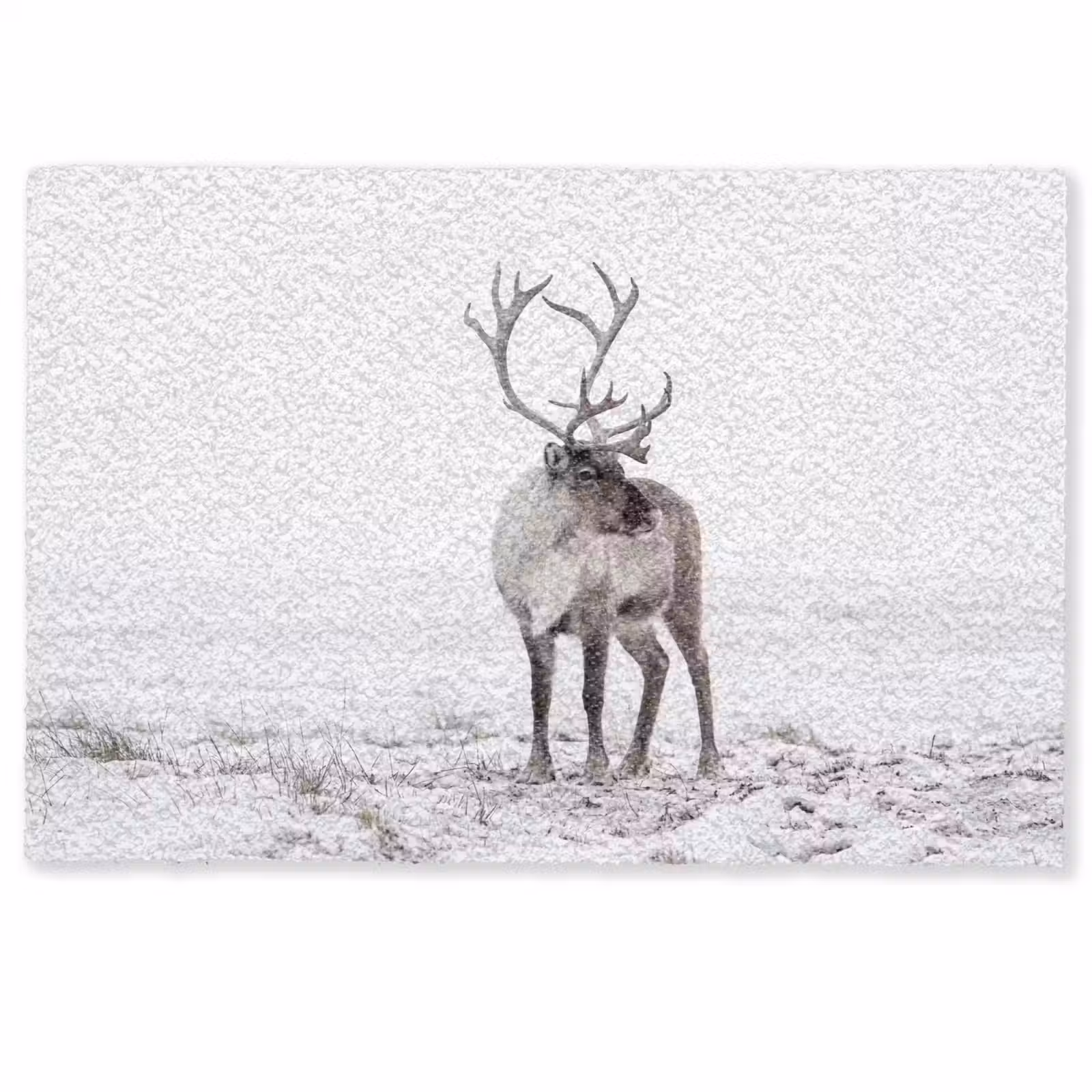 Deurmat - Rendier - Gewei - Sneeuw - Winter — 1