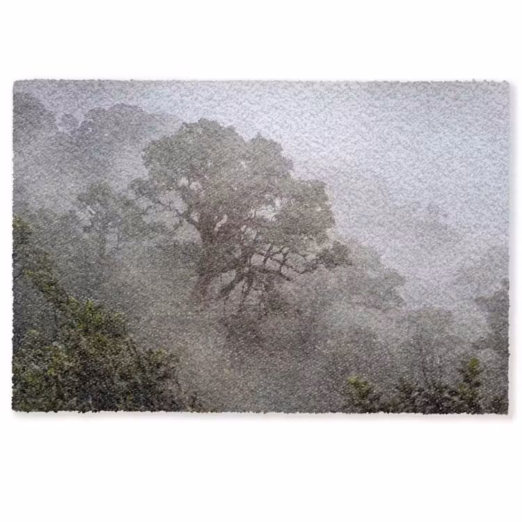 Deurmat - Boom - Mistig - Bos - Groen - Natuur — 1