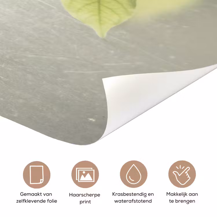 Deursticker - Blad - Schaduw - Natuur - Abstract - Groen — 3