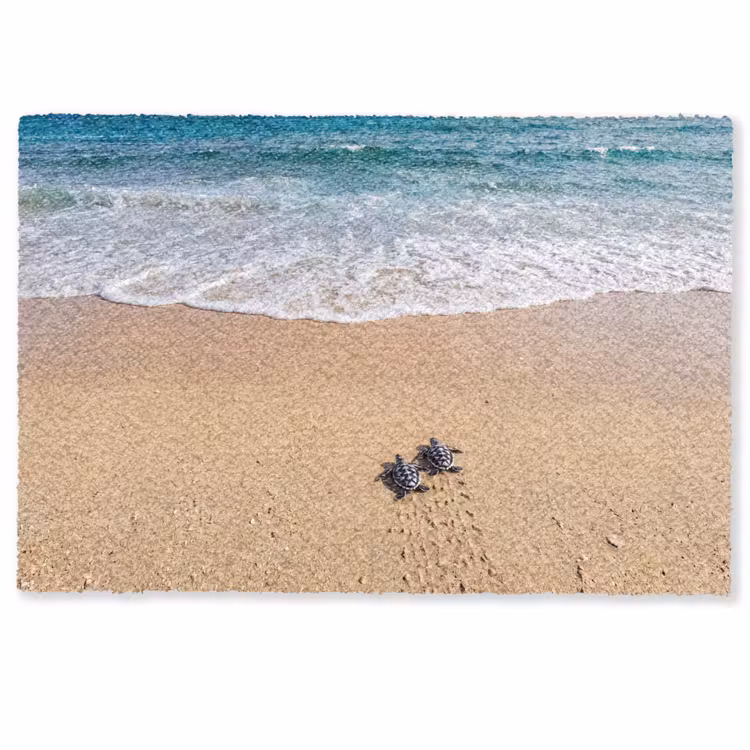 Deurmat - Schildpad - Jong - Strand - Oceaan - Blauw — 1