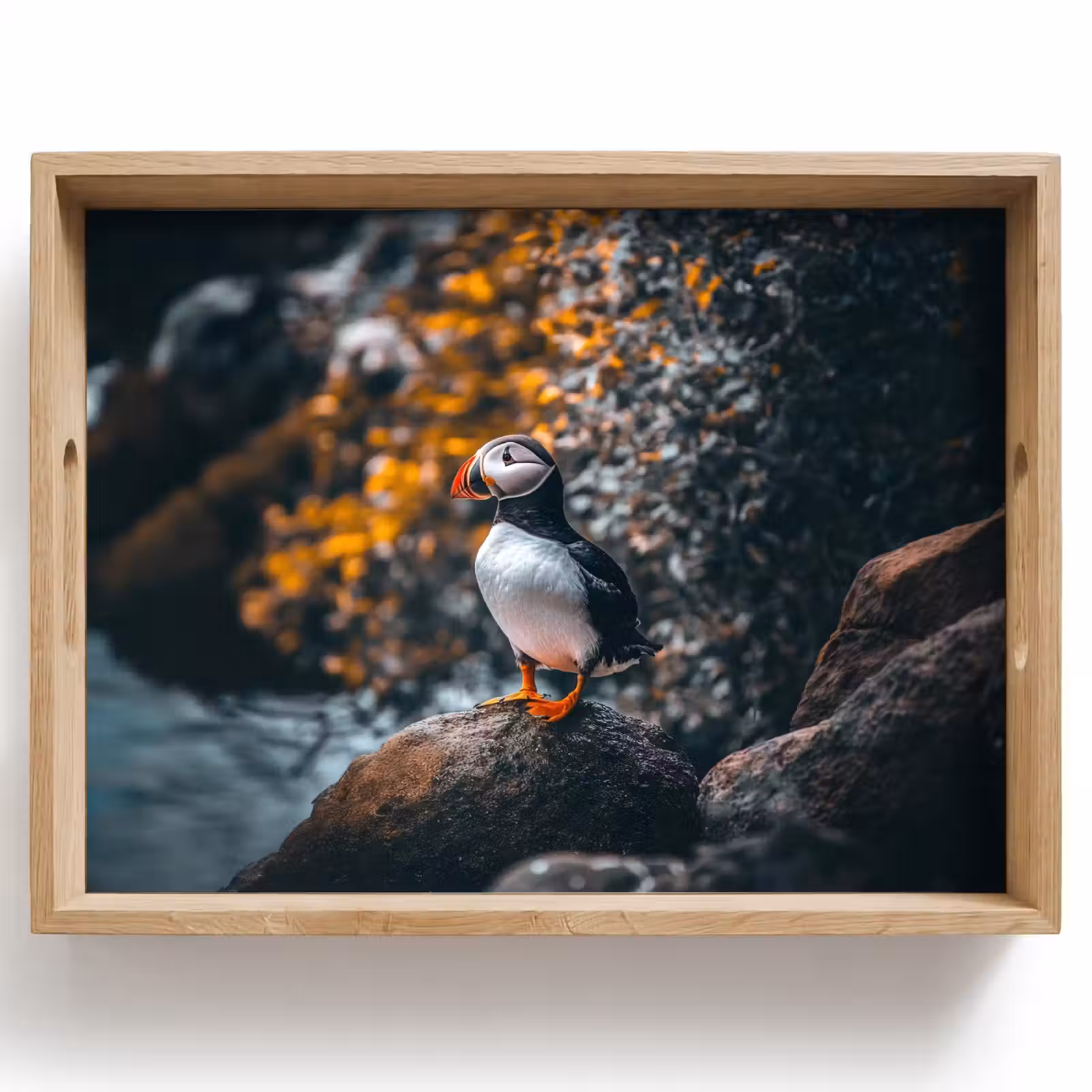 Dienblad - Papegaai - Vogel - Rots - Wit — 1