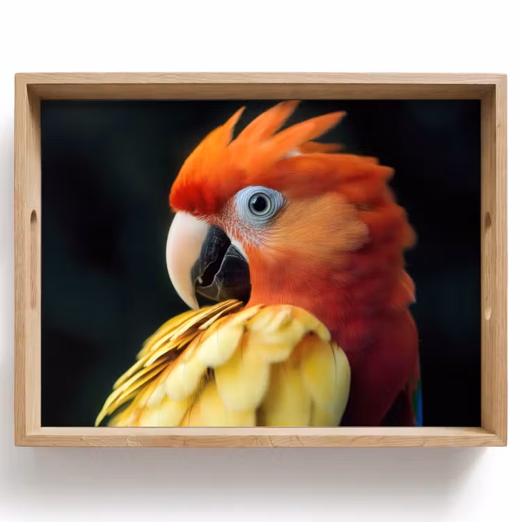 Dienblad - Close-up - Papegaai - Veren - Oranje — 1