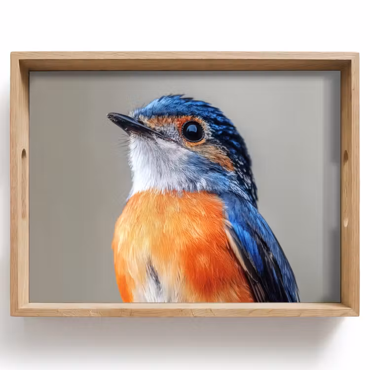 Dienblad - Kleurrijk - Vogeltje - Veren - Blauw — 1
