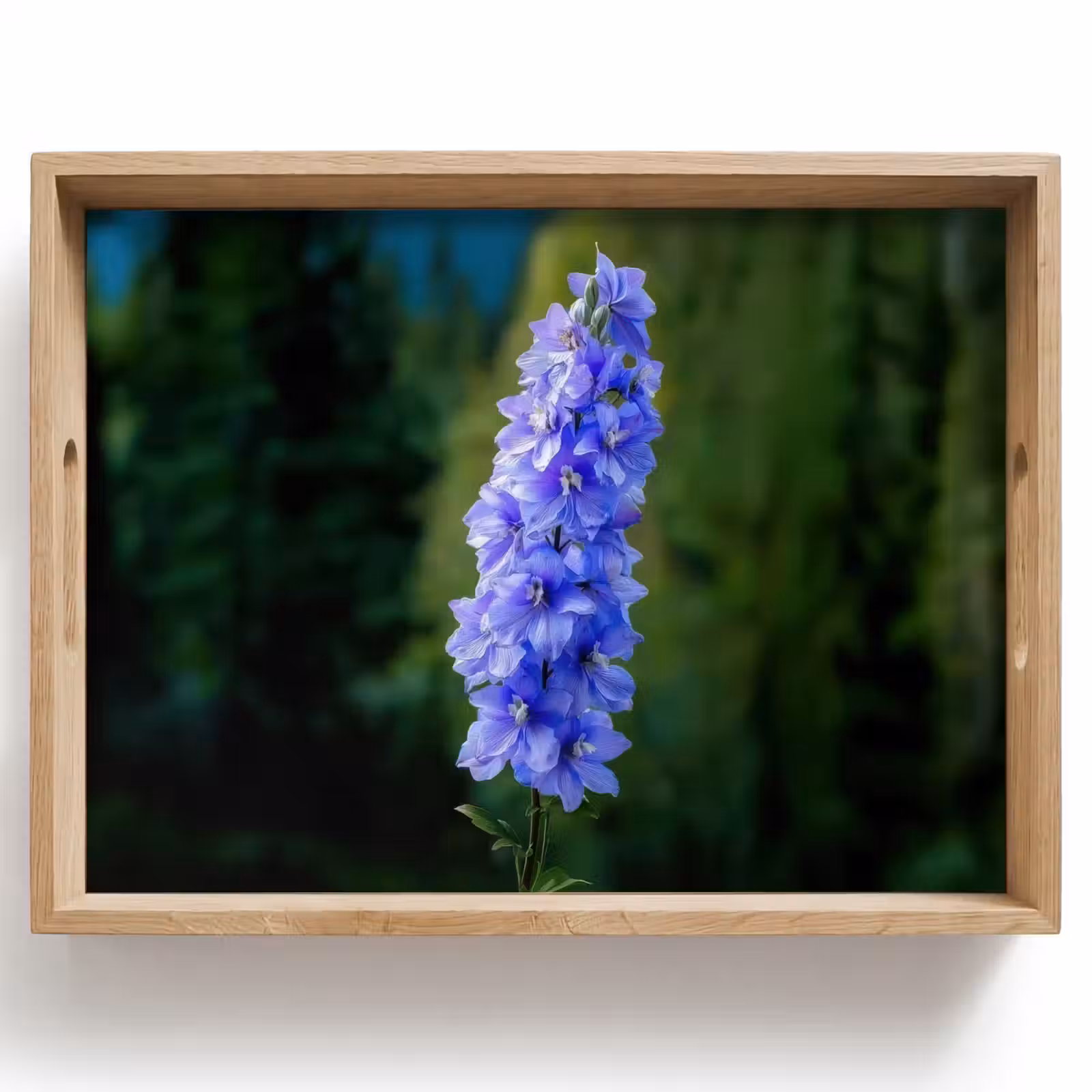 Dienblad - Bloemen - Blauw - Dennenboom — 1