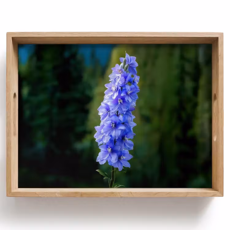 Dienblad - Bloemen - Blauw - Dennenboom — 1