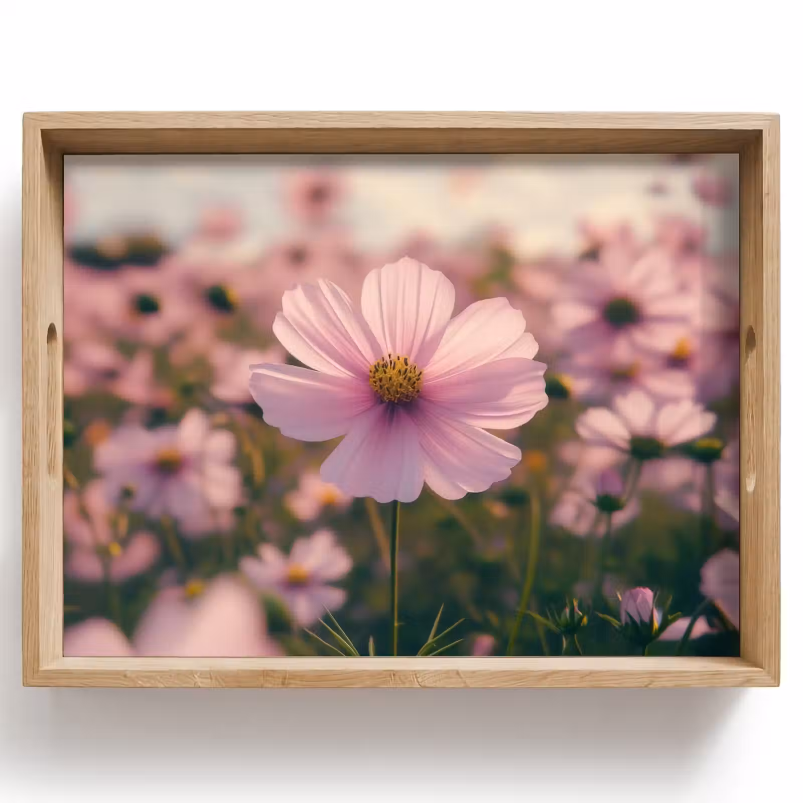 Dienblad - Bloemen - Paars - Wazig — 1