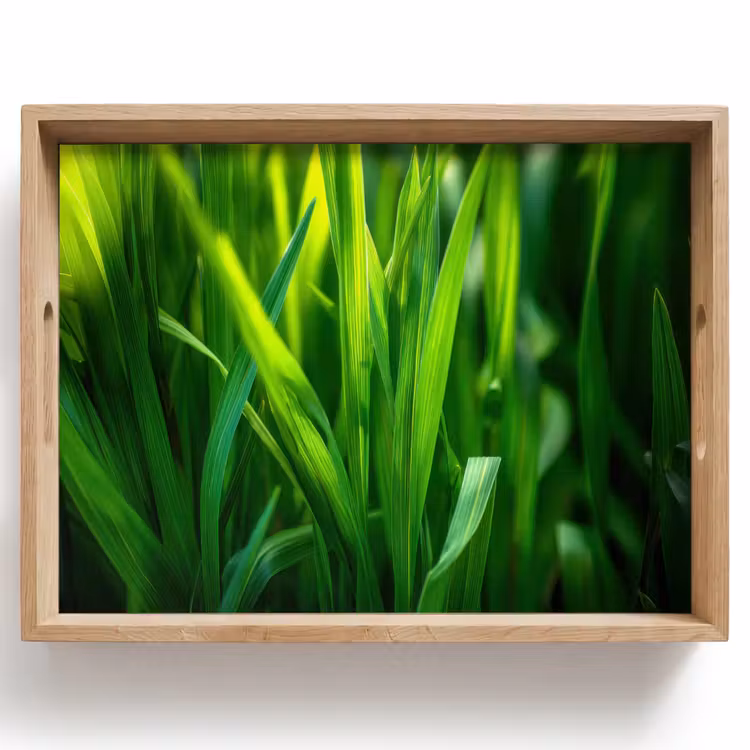 Dienblad - Grassprieten - Lichtinval - Groen — 1