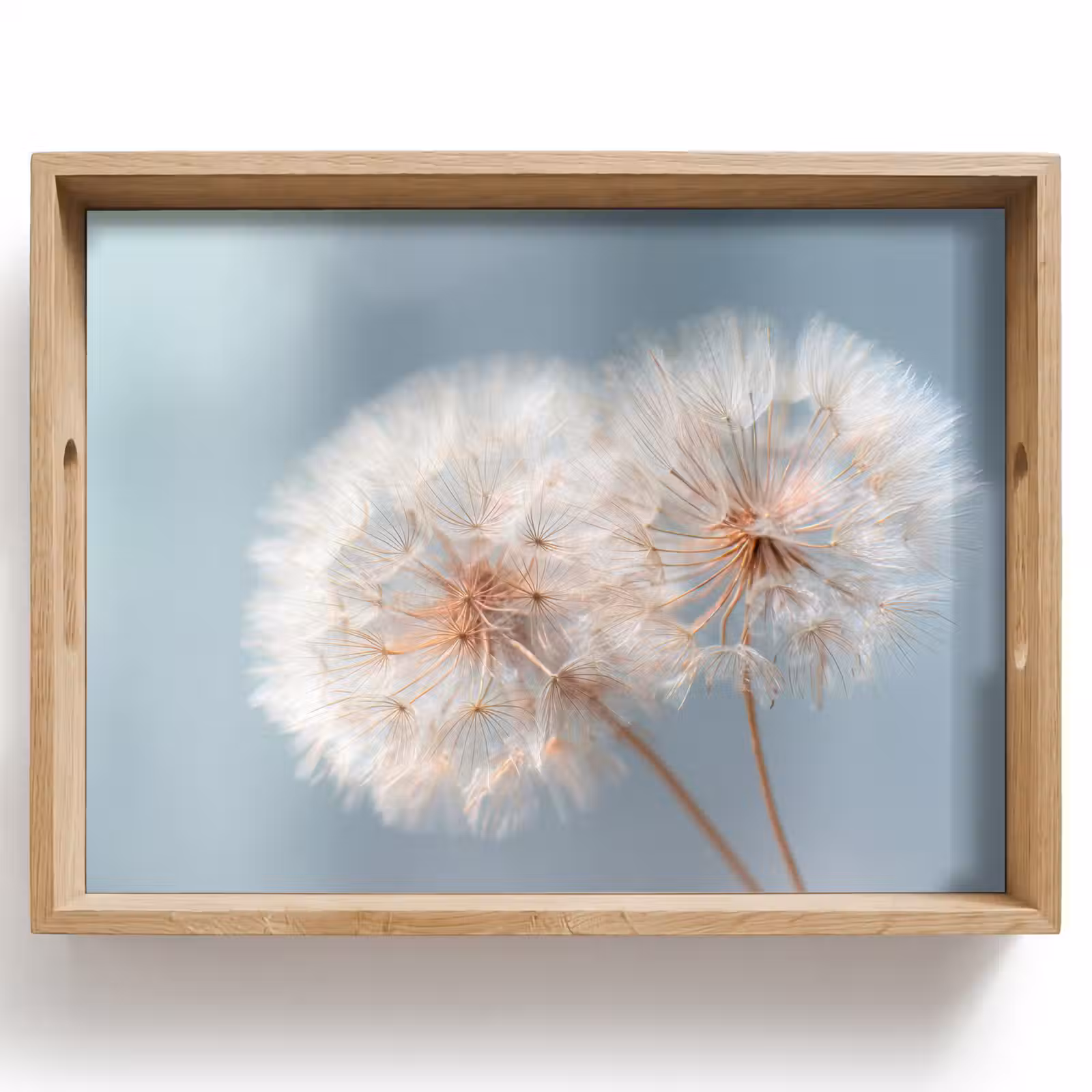 Dienblad - Paardenbloemen - Pluisjes - Wit — 1