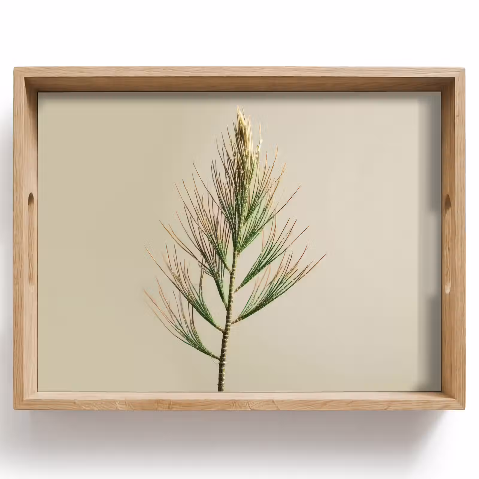Dienblad - Dennentak - Naaldvormige bladeren - Lichtgroen — 1