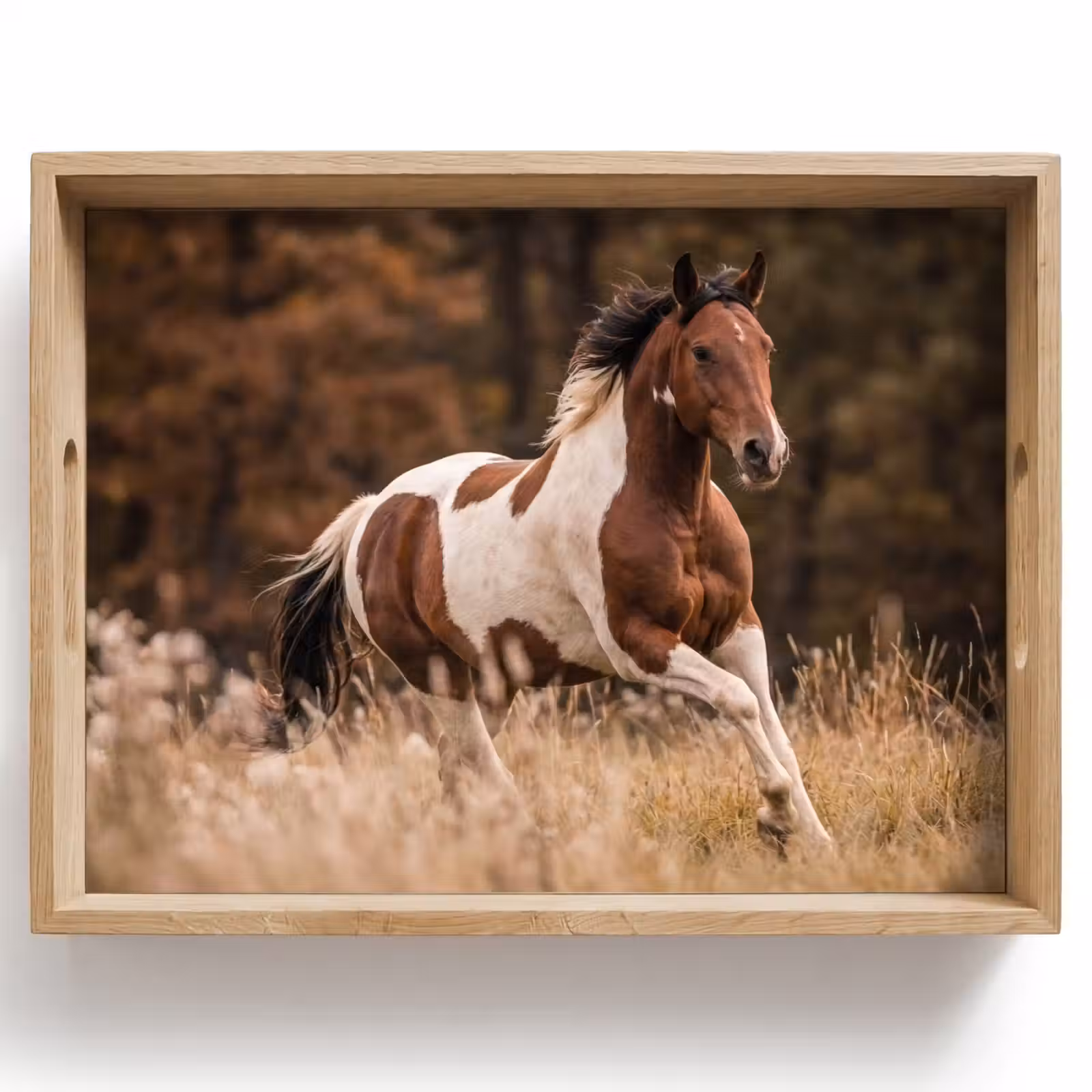 Dienblad - Paard - Bruin - Gras — 1