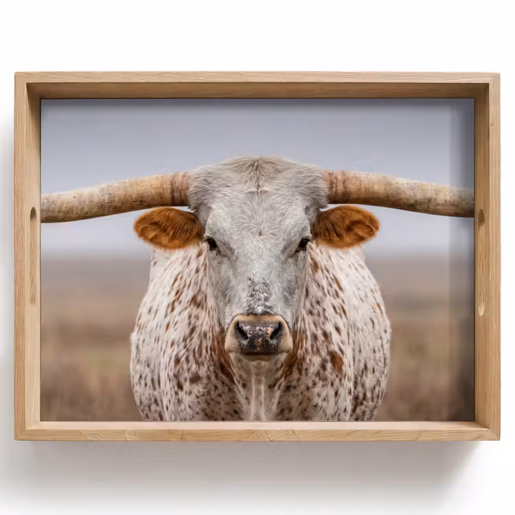 Dienblad - Longhorn - Grasveld - Dier — 1