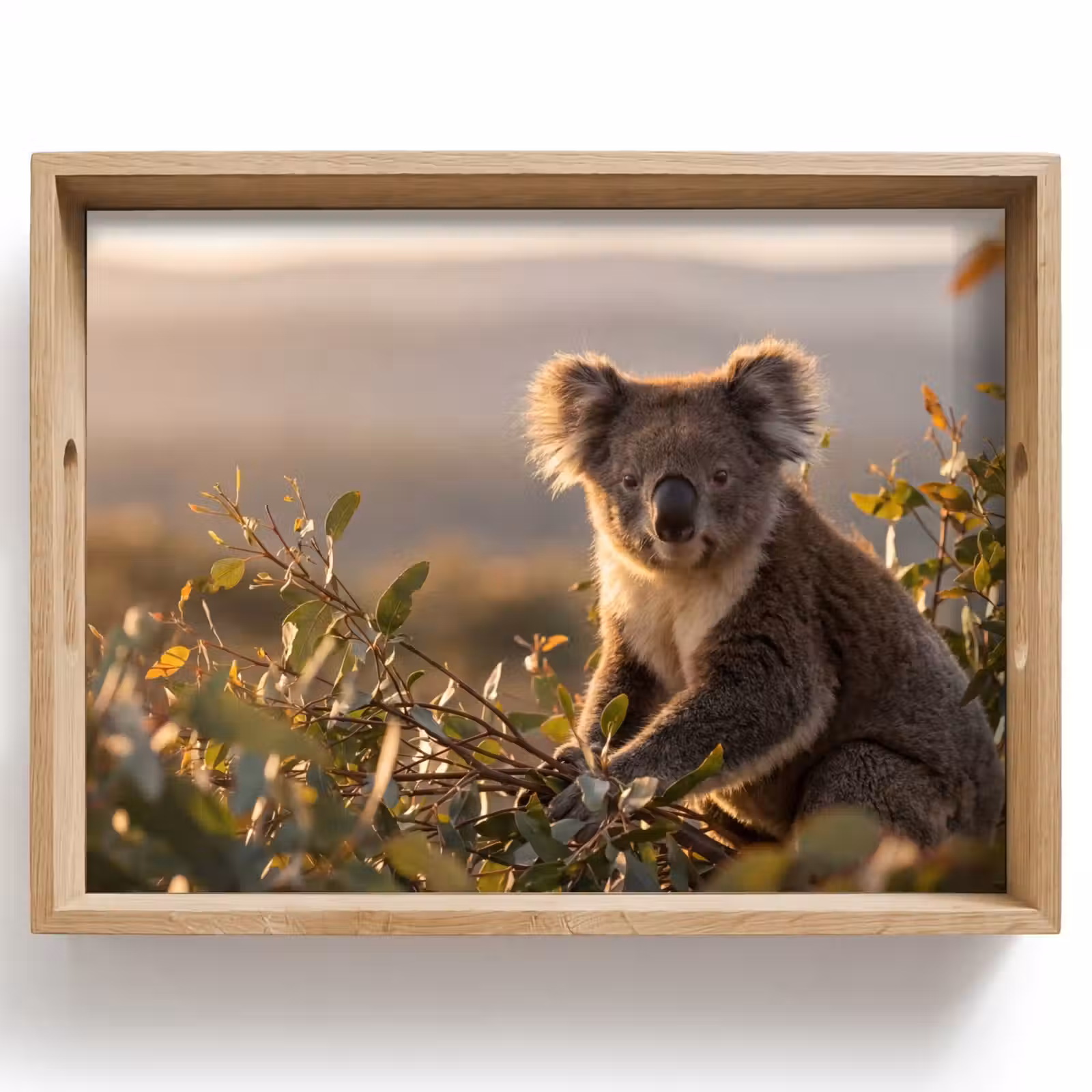 Dienblad - Koala - Bladeren - Ochtendlicht — 1