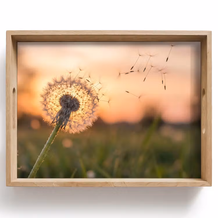 Dienblad - Paardenbloem - Zonsondergang - Veld — 1