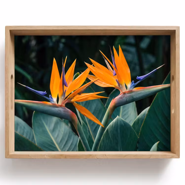 Dienblad - Paradijsvogel - Bloem - Exotisch — 1