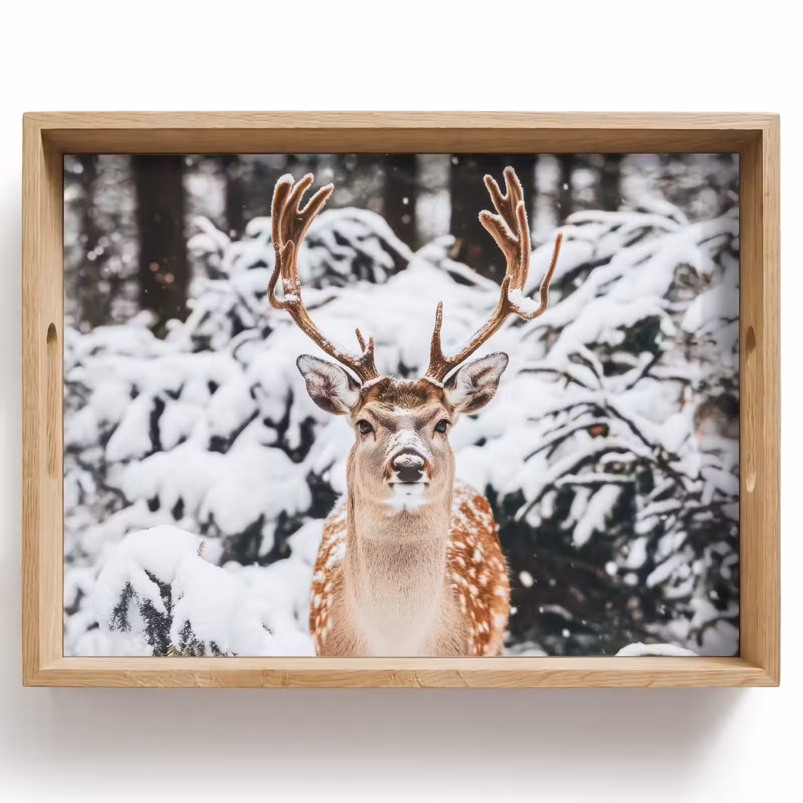 Dienblad - Hert - Sneeuw - Winter - Bos - Dieren — 1