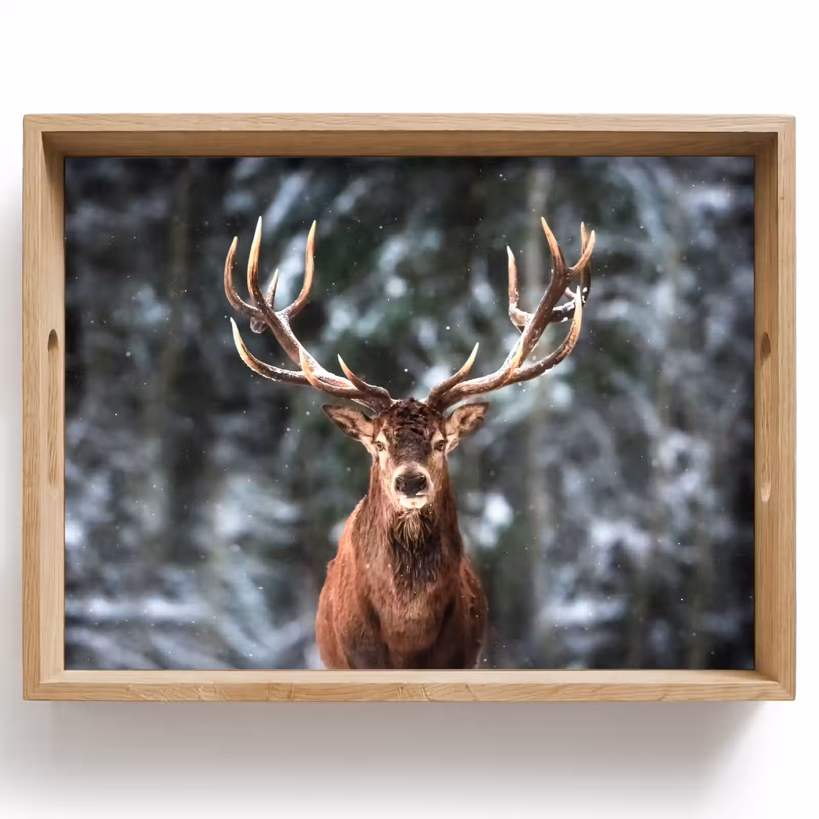 Dienblad - Hert - Winter - Sneeuw - Bos - Natuur - Dier — 1