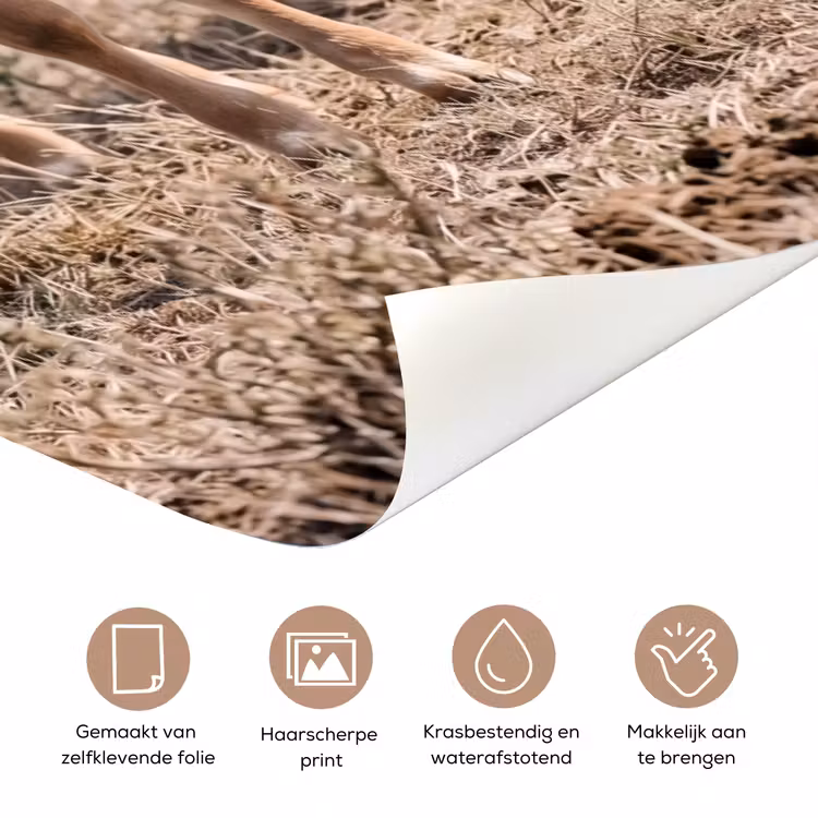 Deursticker - Texas Longhorn - Kalf - Weide - Dieren — 3