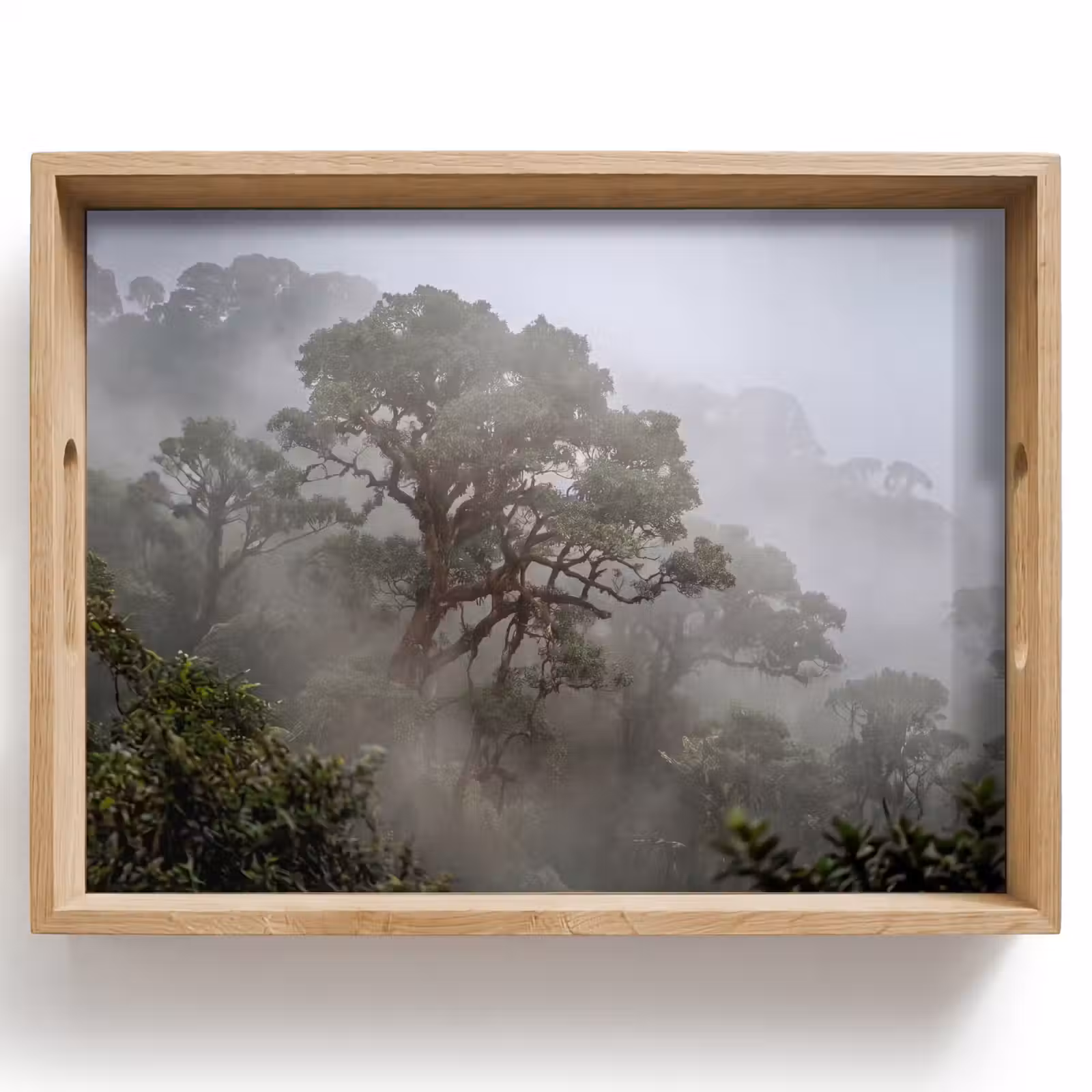 Dienblad - Boom - Mistig - Bos - Groen - Natuur — 1