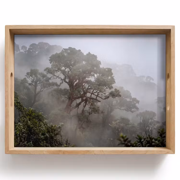 Dienblad - Boom - Mistig - Bos - Groen - Natuur — 1