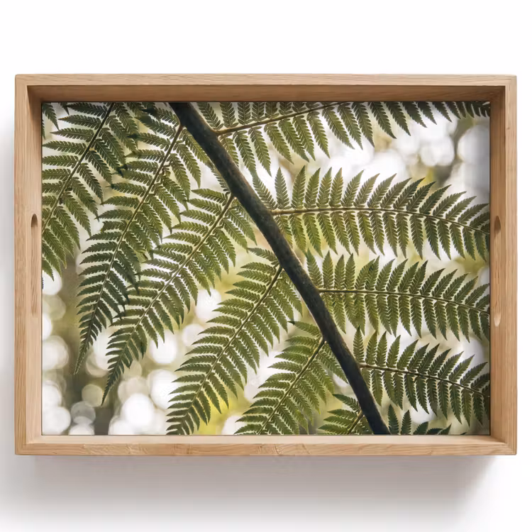 Dienblad - Plant - Blad - Natuur - Groen - Detail — 1