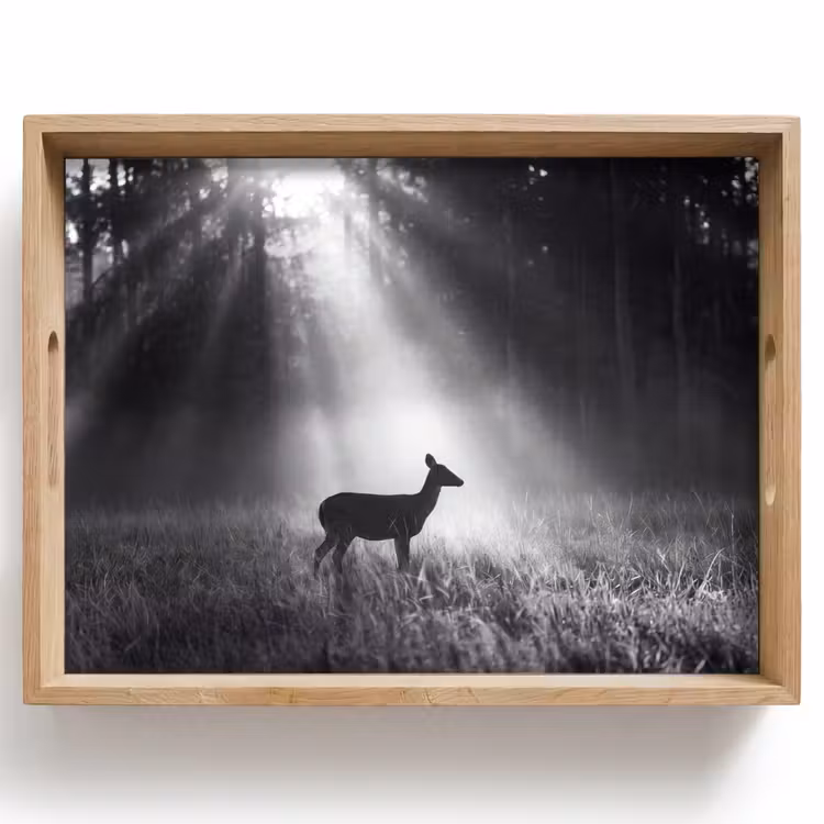 Dienblad - Hert - Bos - Zonnestralen - Zwart-wit - Natuur — 1