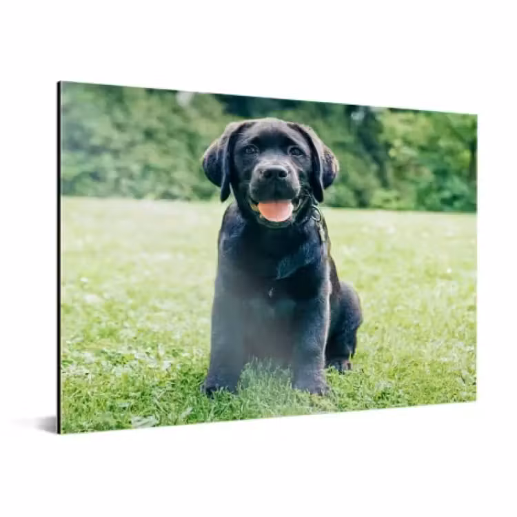 Foto op aluminium — 2