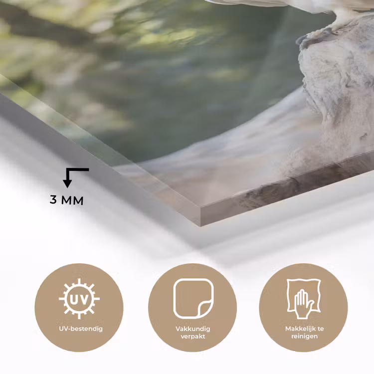 Glas schilderij - Arend - Hout - Wit - Planten — 3