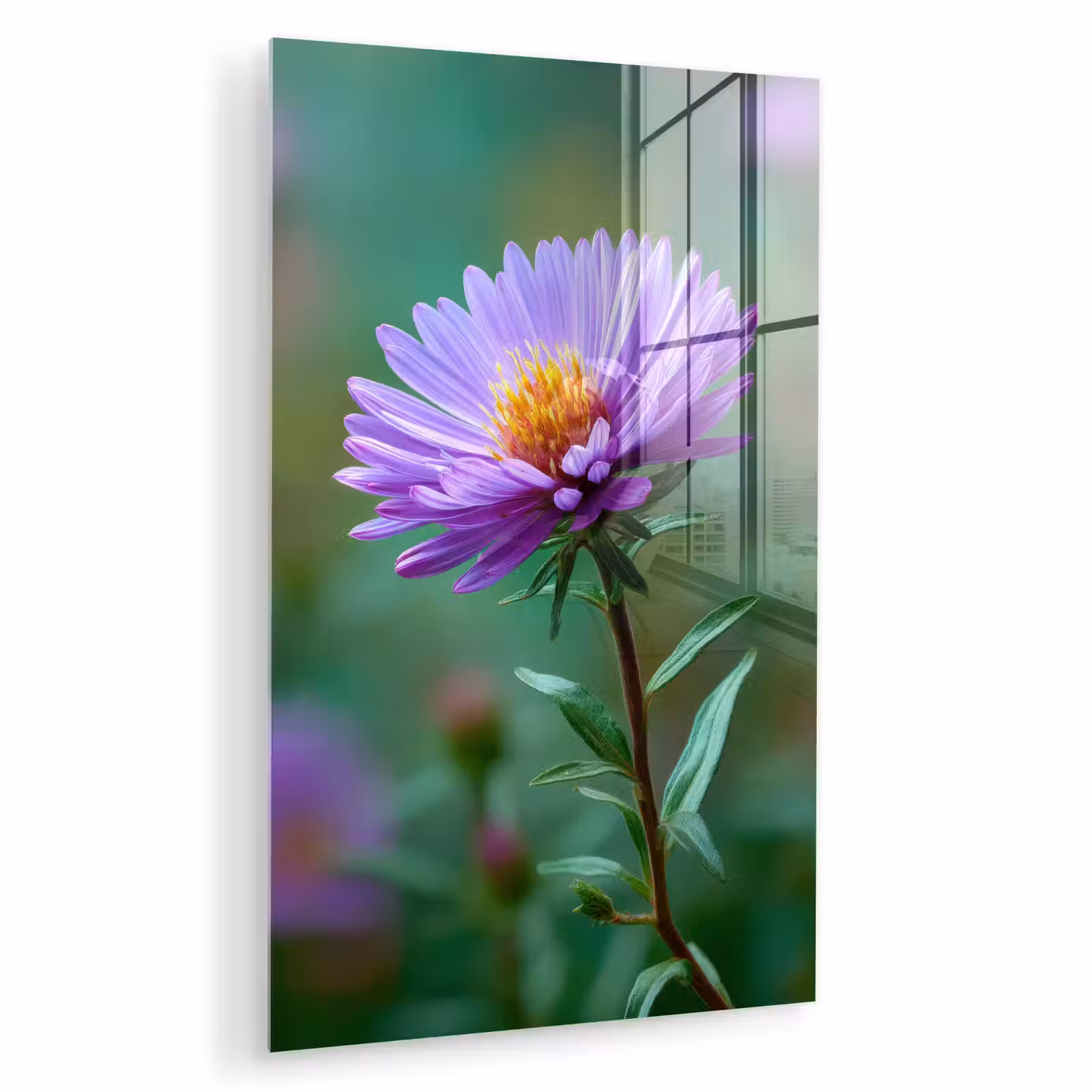 Glas schilderij - Aster - Paars - Bloem - Blaadjes — 1