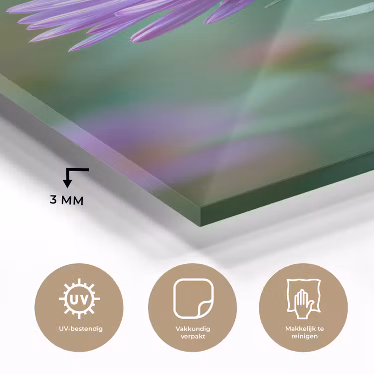 Glas schilderij - Aster - Paars - Bloem - Blaadjes — 3