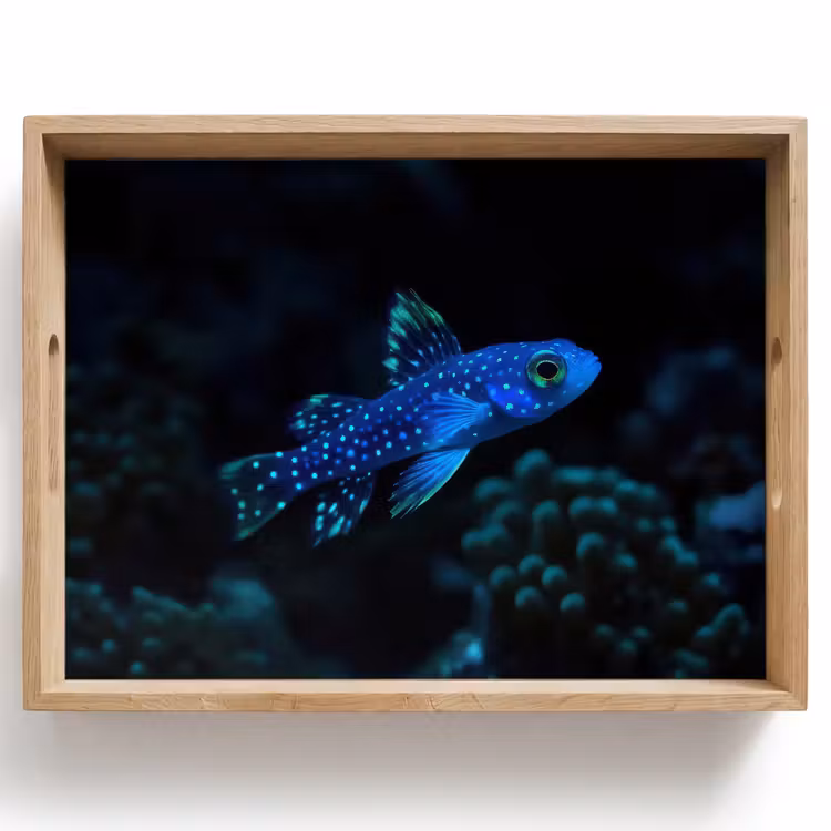 Dienblad - Vis - Stippen - Koraal - Blauw — 1