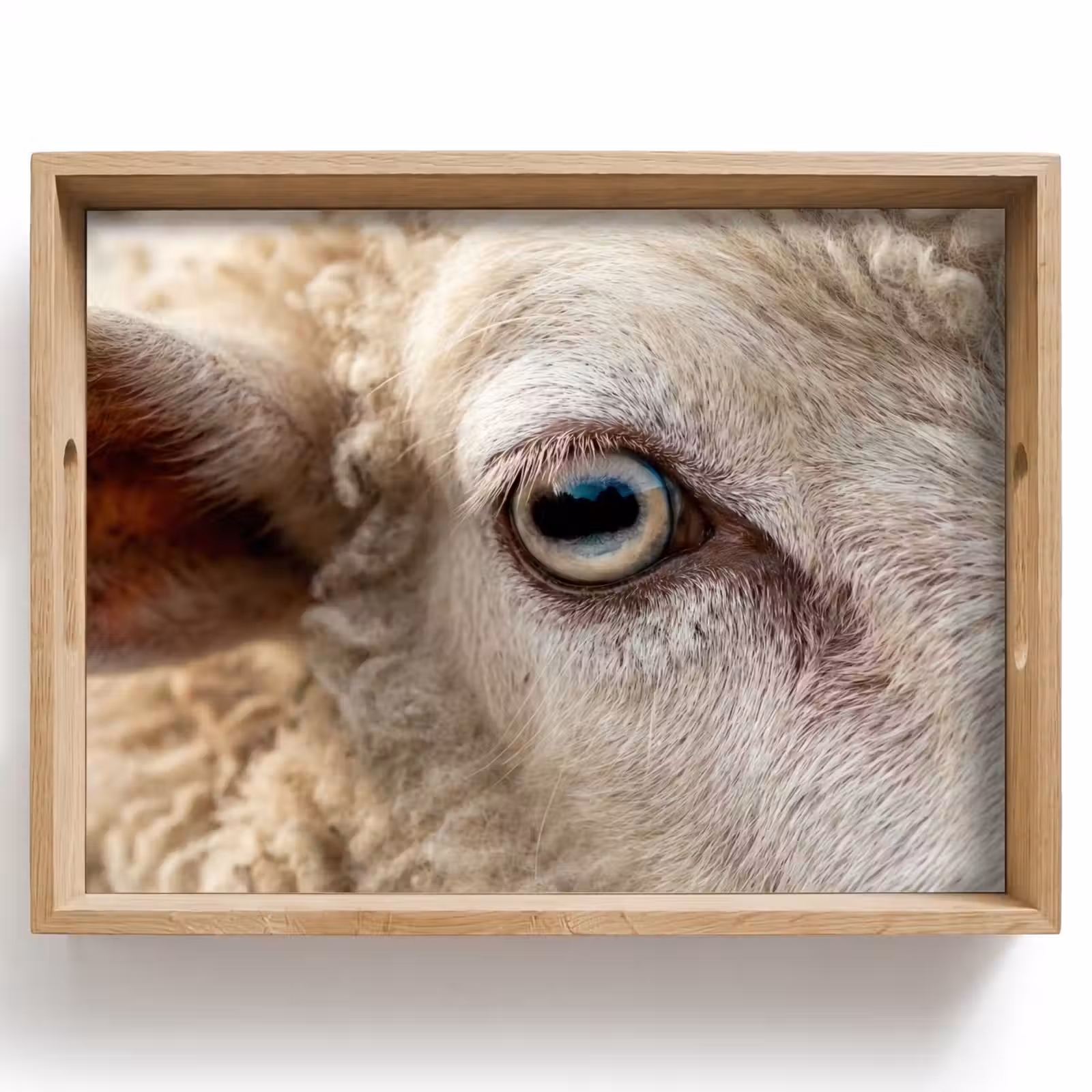 Dienblad - Schaap - Oog - Wit — 1